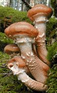 [mushrooms]