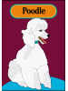 [Poodle Dog Banner]