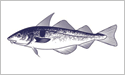 [Haddock - Fisherman's Catch Flag]