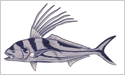 [Roosterfish - Fisherman's Catch Flag]