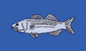 [Striped Bass Blue - Fisherman's Catch Flag]