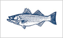 [Striped Bass White - Fisherman's Catch Flag]
