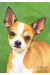 [Dog banners]