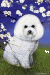 [Dog banners]