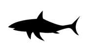 shark alert flag - Hong Kong